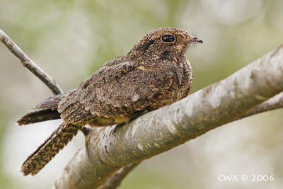 Caprimulgus affinis - Savanna Nightjar