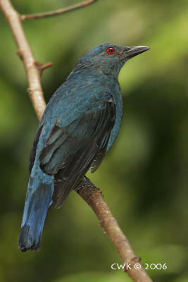 Irena puella - Asian Fairy Bluebird