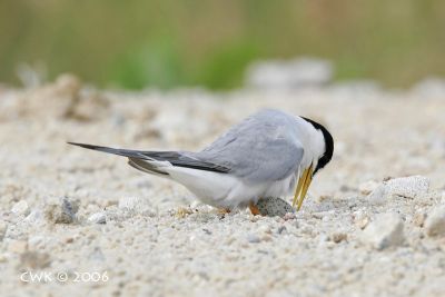 _MG_3642.jpg