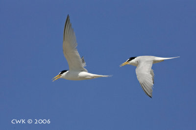 Sterna albifrous - Little Terns