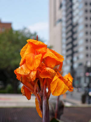 Flower in the City