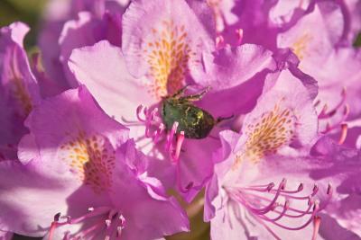 Rosa / Pink Rhododendron mit Grnkfer