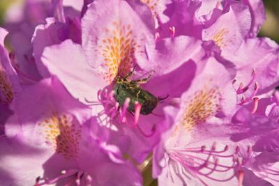 Rosa / Pink Rhododendron mit Grnkfer