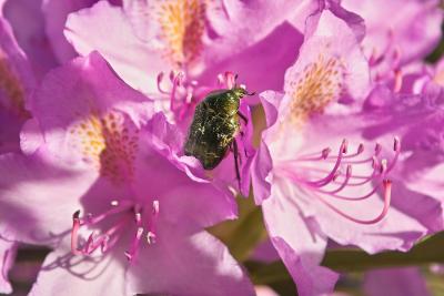 Rosa / Pink Rhododendron mit Grnkfer