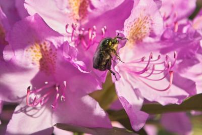 Rosa / Pink Rhododendron mit Grnkfer