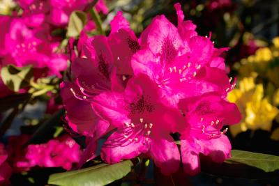 Roter / Red Rhododendron