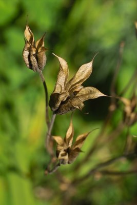 Columbine - Now