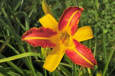 Daylily Frans Hal  - Then
