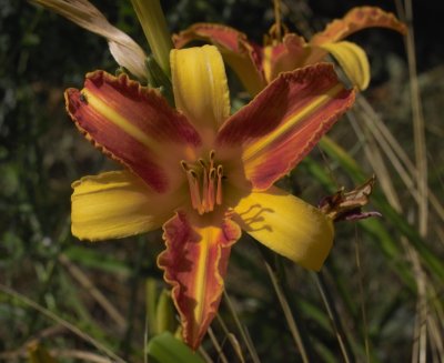 Daylily Frans Hal - Now