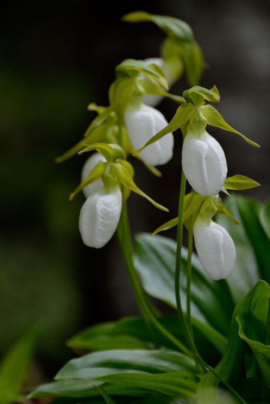 20120528 - Ladyslippers - 008.jpg