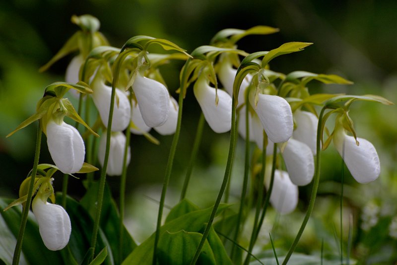 20120528 - Ladyslippers - 014.jpg