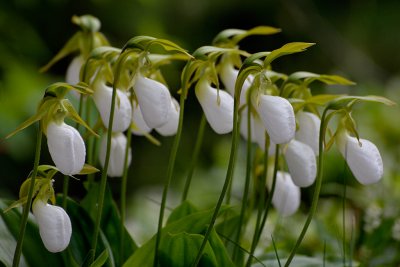 20120528 - Ladyslippers - 014.jpg