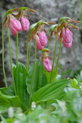 20120528 - Ladyslippers - 021.jpg