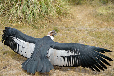 ABD Ecuador and Galapagos [Web Files] - 117.JPG