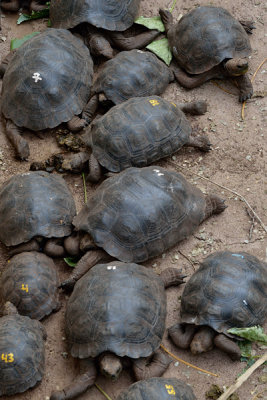 ABD Ecuador and Galapagos [Web Files] - 178.JPG