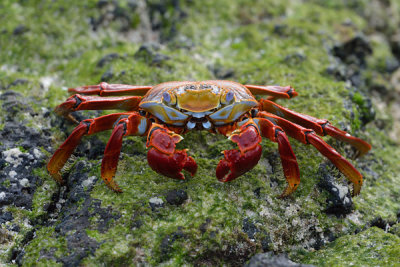 ABD Ecuador and Galapagos [Web Files] - 190.JPG
