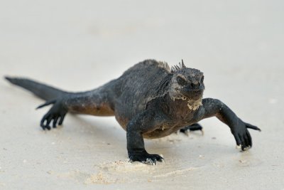 ABD Ecuador and Galapagos [Web Files] - 192.JPG