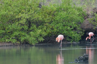 ABD Ecuador and Galapagos [Web Files] - 204.JPG