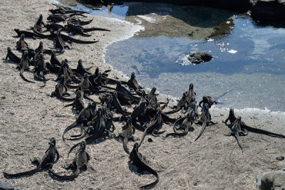 ABD Ecuador and Galapagos [Web Files] - 235.JPG