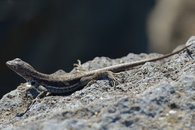 ABD Ecuador and Galapagos [Web Files] - 238.JPG
