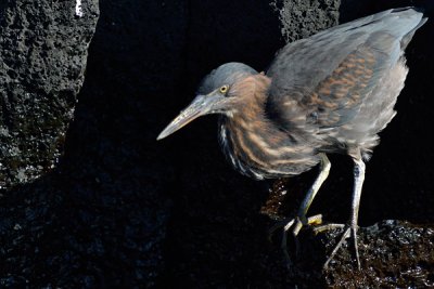 ABD Ecuador and Galapagos [Web Files] - 239.JPG