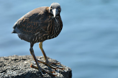 ABD Ecuador and Galapagos [Web Files] - 241.JPG