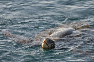 ABD Ecuador and Galapagos [Web Files] - 243.JPG