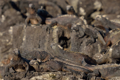 ABD Ecuador and Galapagos [Web Files] - 245.JPG
