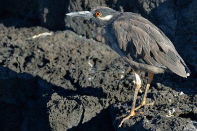 ABD Ecuador and Galapagos [Web Files] - 246.JPG