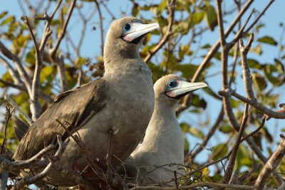 ABD Ecuador and Galapagos [Web Files] - 255.JPG