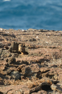 ABD Ecuador and Galapagos [Web Files] - 263.JPG
