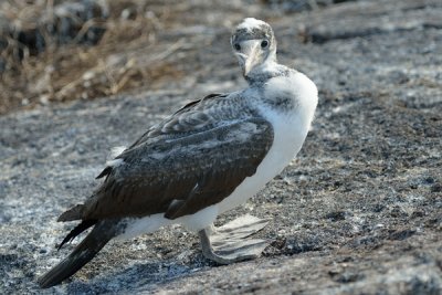 ABD Ecuador and Galapagos [Web Files] - 270.JPG