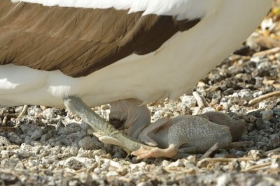 ABD Ecuador and Galapagos [Web Files] - 273.JPG