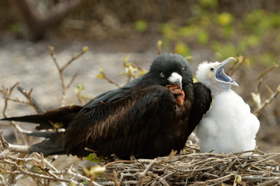 ABD Ecuador and Galapagos [Web Files] - 276.JPG