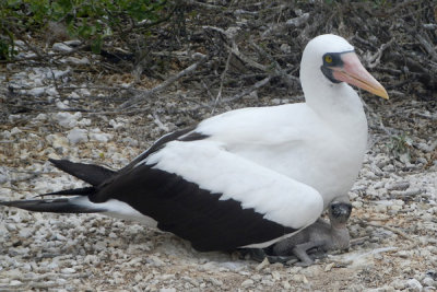 ABD Ecuador and Galapagos [Web Files] - 288.JPG