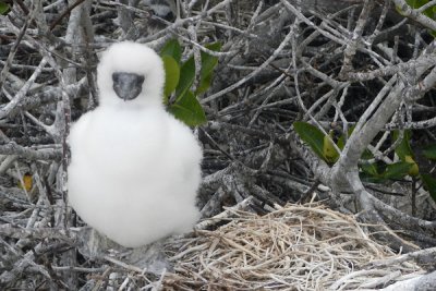 ABD Ecuador and Galapagos [Web Files] - 289.JPG