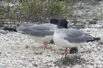 ABD Ecuador and Galapagos [Web Files] - 290.JPG