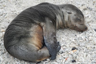 ABD Ecuador and Galapagos [Web Files] - 295.JPG