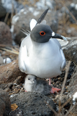 ABD Ecuador and Galapagos [Web Files] - 300.JPG