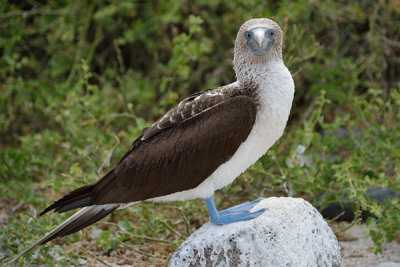ABD Ecuador and Galapagos [Web Files] - 307.JPG