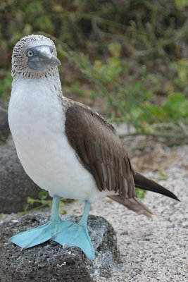 ABD Ecuador and Galapagos [Web Files] - 308.JPG