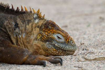ABD Ecuador and Galapagos [Web Files] - 310.JPG