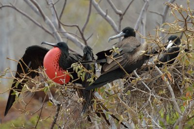 ABD Ecuador and Galapagos [Web Files] - 318.JPG