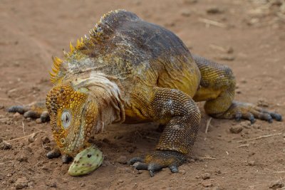 ABD Ecuador and Galapagos [Web Files] - 319.JPG