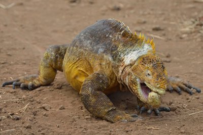 ABD Ecuador and Galapagos [Web Files] - 320.JPG