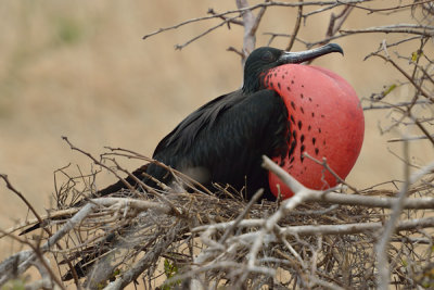 ABD Ecuador and Galapagos [Web Files] - 322.JPG