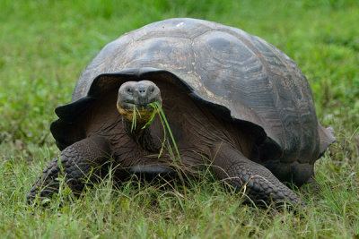 ABD Ecuador and Galapagos [Web Files] - 343.JPG