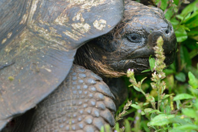 ABD Ecuador and Galapagos [Web Files] - 344.JPG