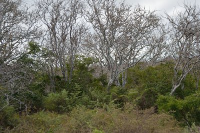 ABD Ecuador and Galapagos [Web Files] - 347.JPG