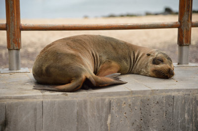 ABD Ecuador and Galapagos [Web Files] - 370.JPG